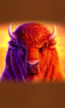 Buffalo 50